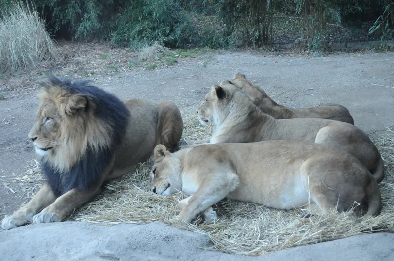 The Cincinnati Zoo and Botanical Garden adopts Deva